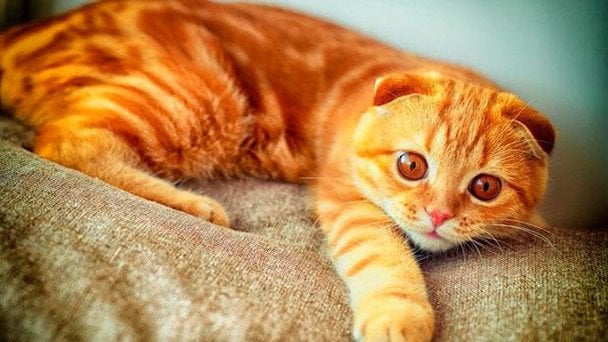 Скотіш-фолд