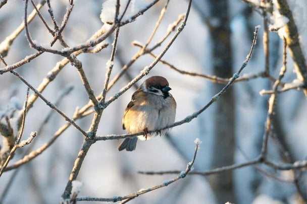Народні прикмети 21 лютого / © pexels.com