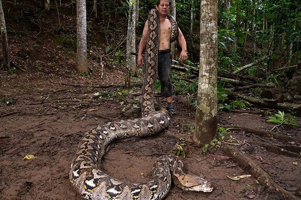 Найдовша дика змія у світі / © Guinness World Records