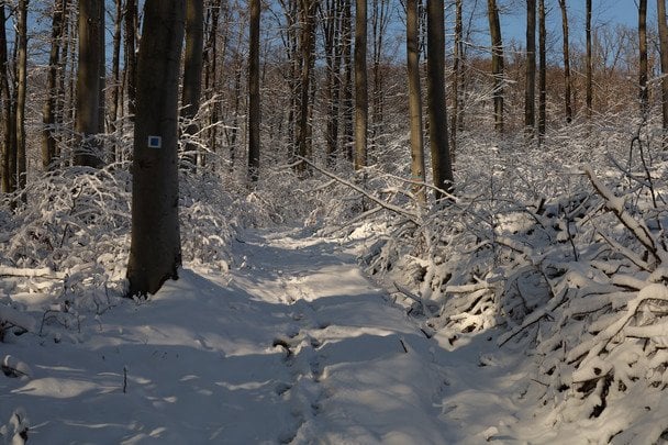 Народні прикмети 28 лютого / © pexels.com