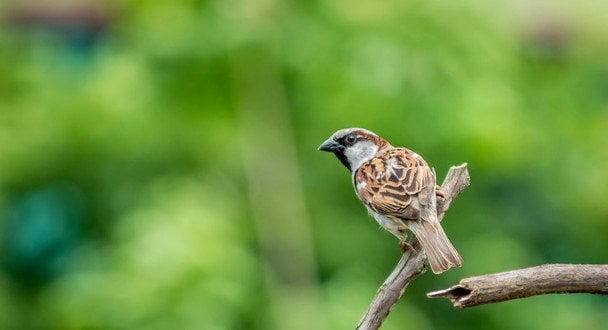 Народні прикмети 21 березня / © pexels.com