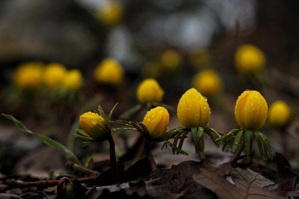 Народні прикмети 28 березня / © pexels.com