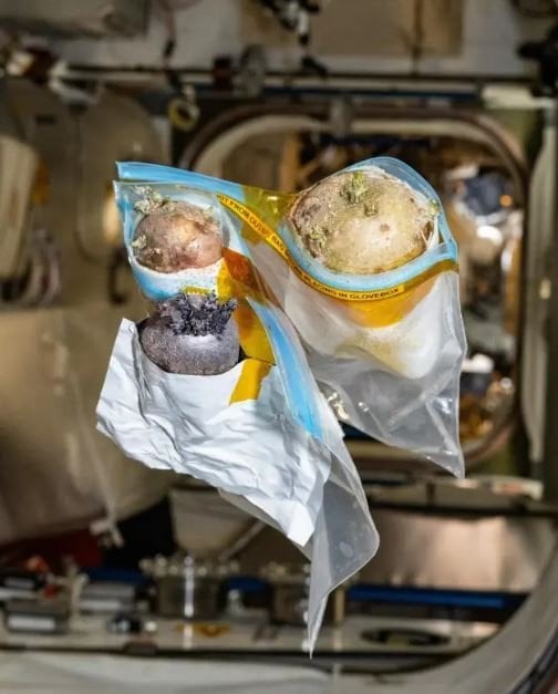 Вирощена у космосі картопля / © X/@‌astro_Pettit