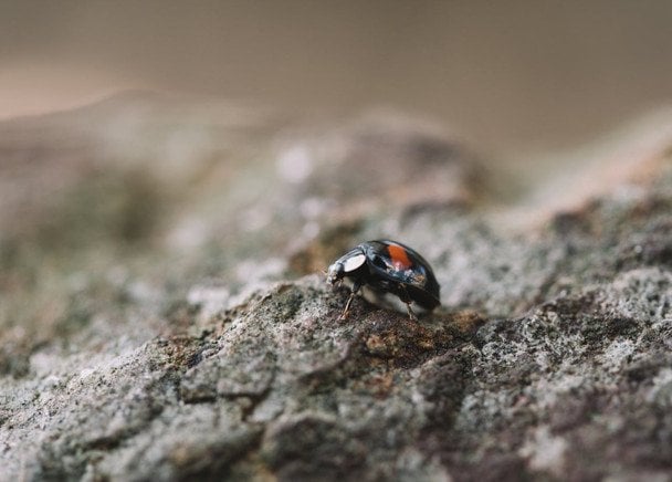 Народні прикмети 20 березня / © pexels.com