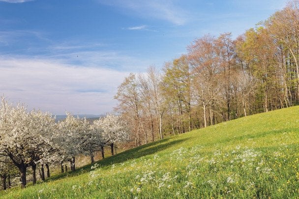 Народні прикмети 10 квітня / © pexels.com