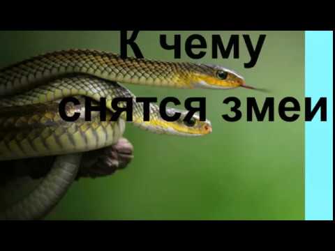 К Чему Снится Змея: Толкования Сновидений и Символизм