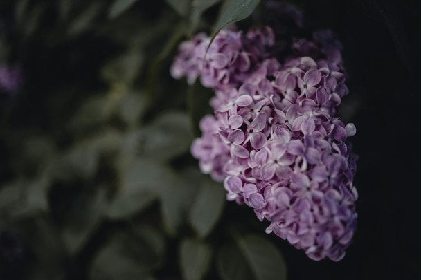 Народні прикмети 9 травня / © unsplash.com