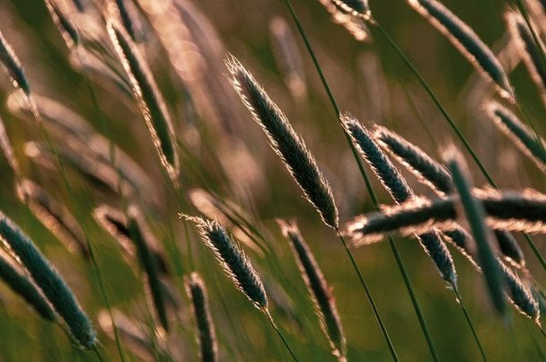 Народні прикмети 29 червня / © pexels.com