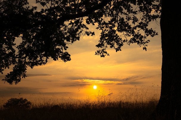 Народні прикмети 8 червня / © pexels.com