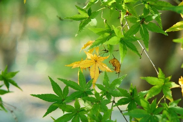 Народні прикмети 30 липня / © pexels.com