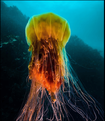 Медуза Lion's Mane Jellyfish Фото dailymail.