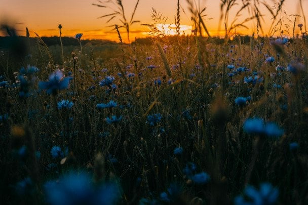 Народні прикмети 3 липня / © unsplash.com